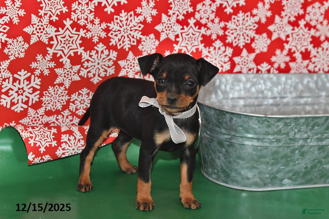 Miniature Pinscher dogs for sale: Tulsa - Ad 1