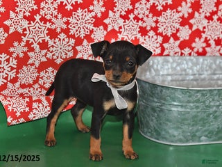 Miniature Pinscher dogs Tulsa - Ad 4