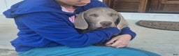 Weimaraner dogs for sale: Billy - Ad 3
