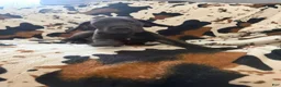 Great Dane dogs for sale: Brisket - Ad 1