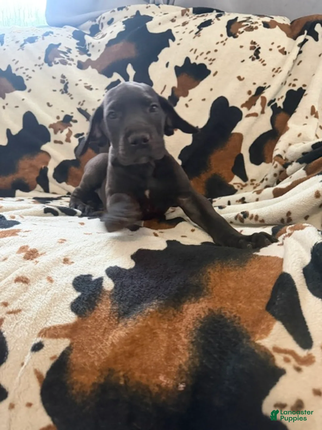 Great Dane dogs for sale: Brisket - Ad 1