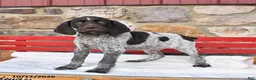 German Shorthaired Pointer dogs for sale: Pepper - Ad 1