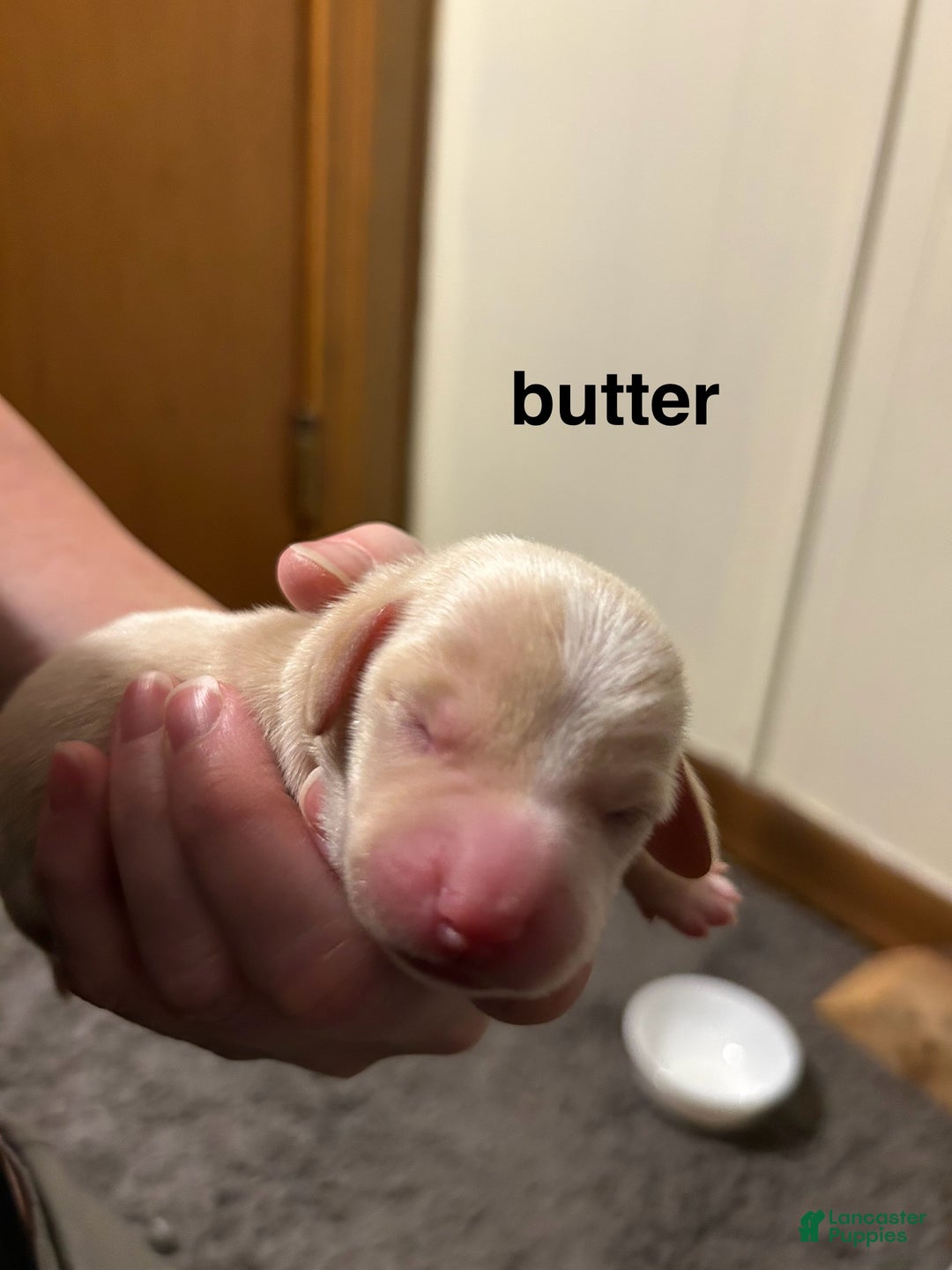 Miniature Dachshund dogs for sale: Butter  - Ad 3