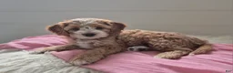 Cockapoo dogs for sale: Annie - Ad 2