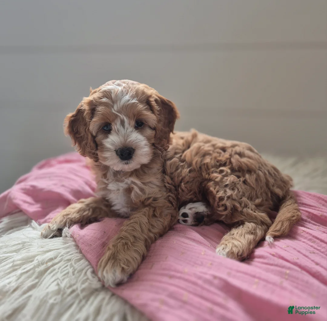 Cockapoo dogs for sale: Annie - Ad 2