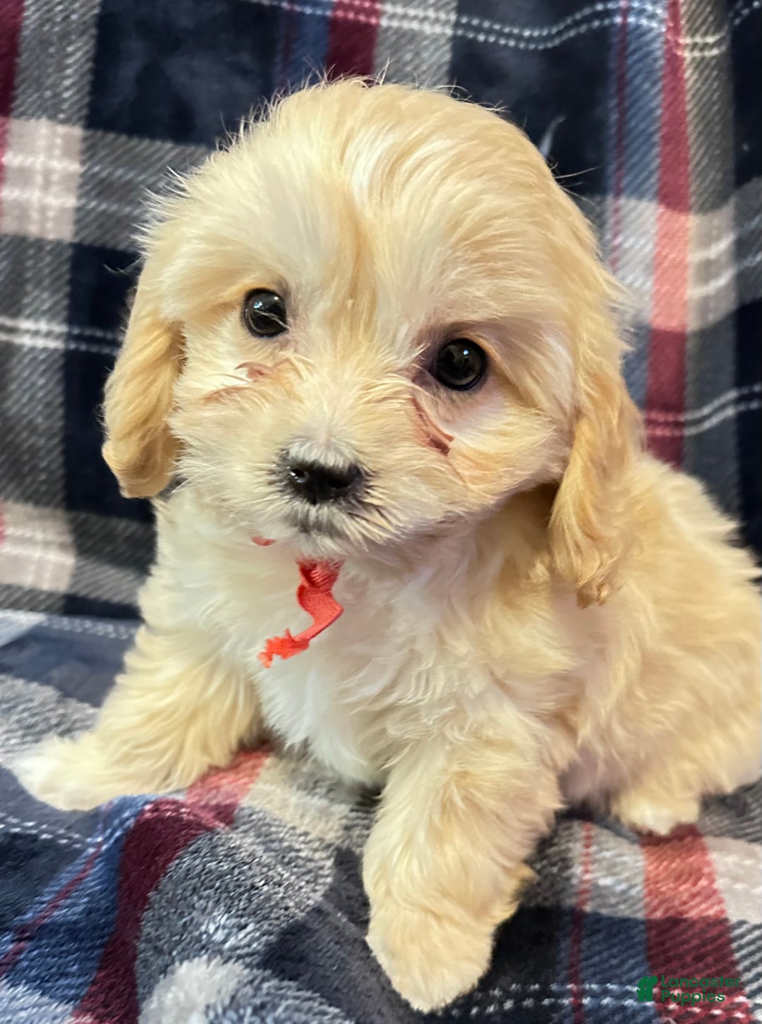 Cavachon dogs for sale: Little Sherri - Ad 3