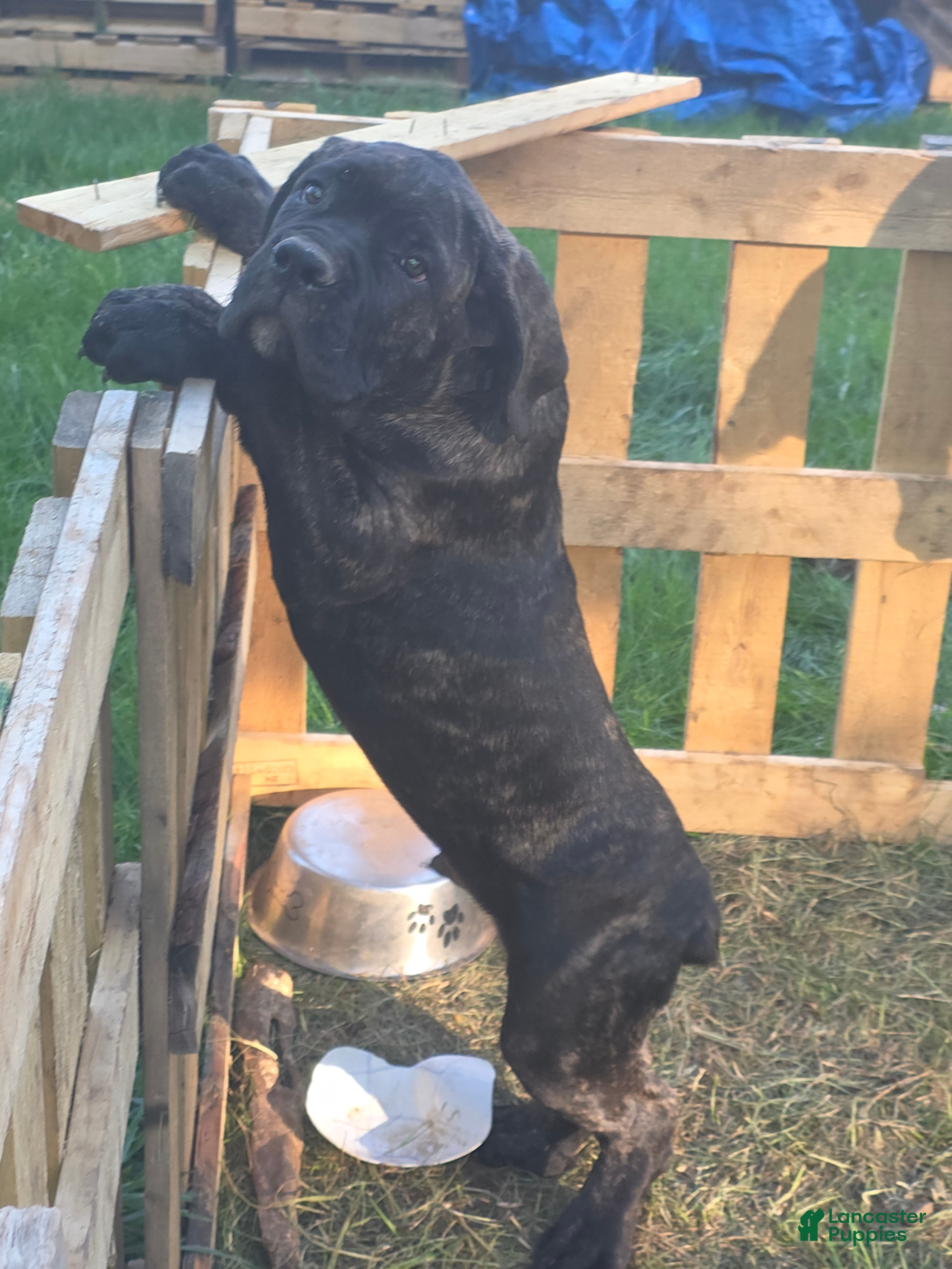 Cane Corso dogs for sale: Cane Corso Puppy 1 - Ad 1