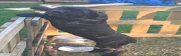 Cane Corso dogs for sale: Cane Corso Puppy 1 - Ad 1
