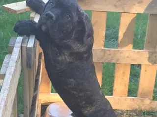 Cane Corso dogs Cane Corso Puppy 1 - Ad 36