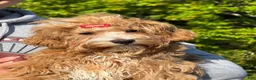 Maltipoo dogs for sale: Lavender  - Ad 5