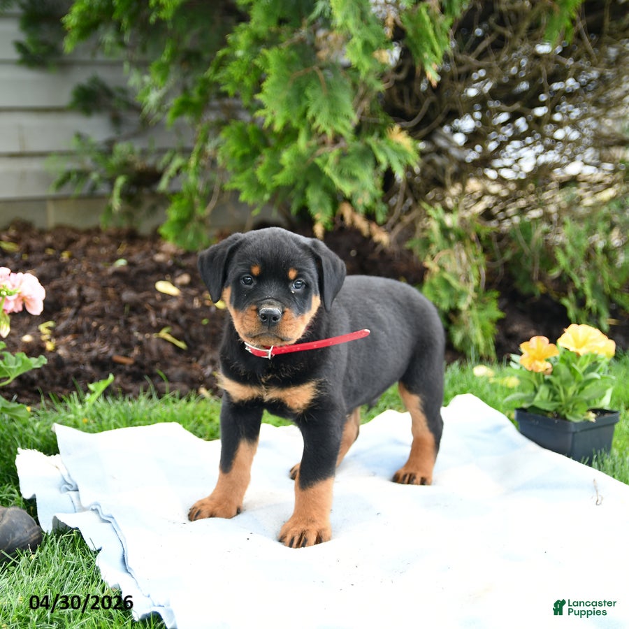 Rottweiler dogs Voyager - Ad 2