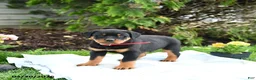 Rottweiler dogs for sale: Voyager - Ad 2