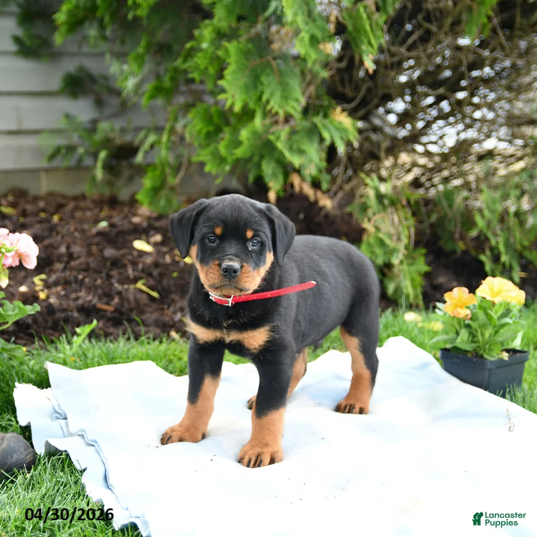 Rottweiler dogs for sale: Voyager - Ad 2