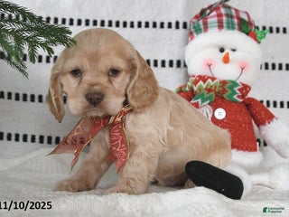 Cocker Spaniel dogs - Ad 20