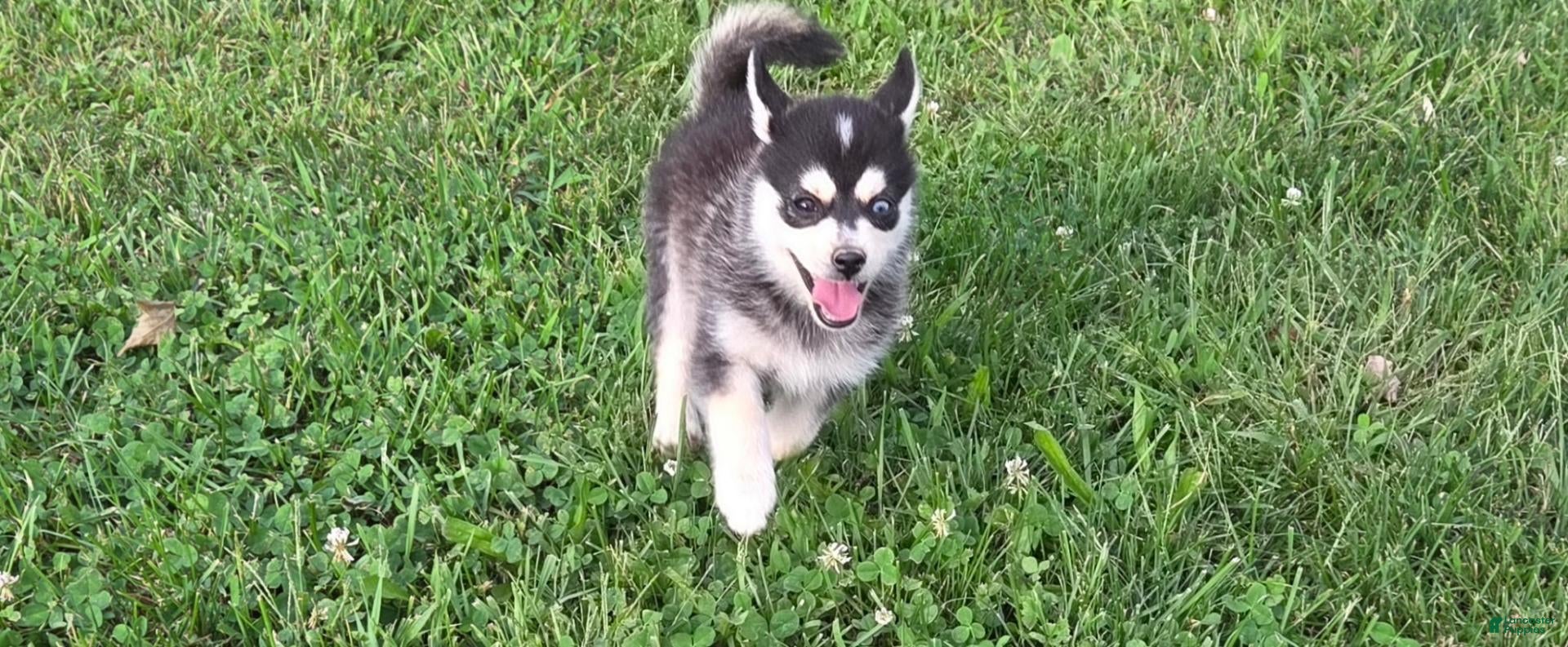 Pomsky dogs Lovely  - Ad 2