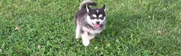 Pomsky dogs for sale: Lovely  - Ad 2