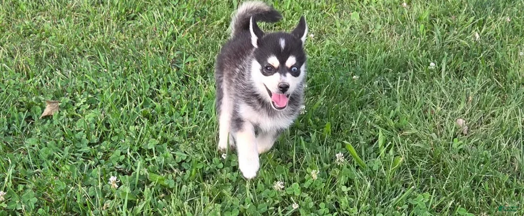 Pomsky dogs for sale: Lovely  - Ad 2