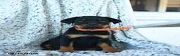 Rottweiler dogs for sale: Rita - Ad 3