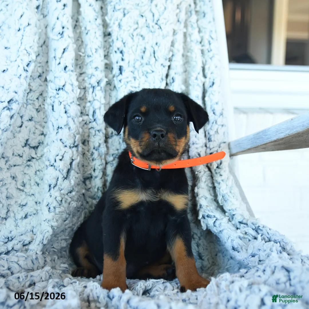Rottweiler dogs for sale: Rita - Ad 3