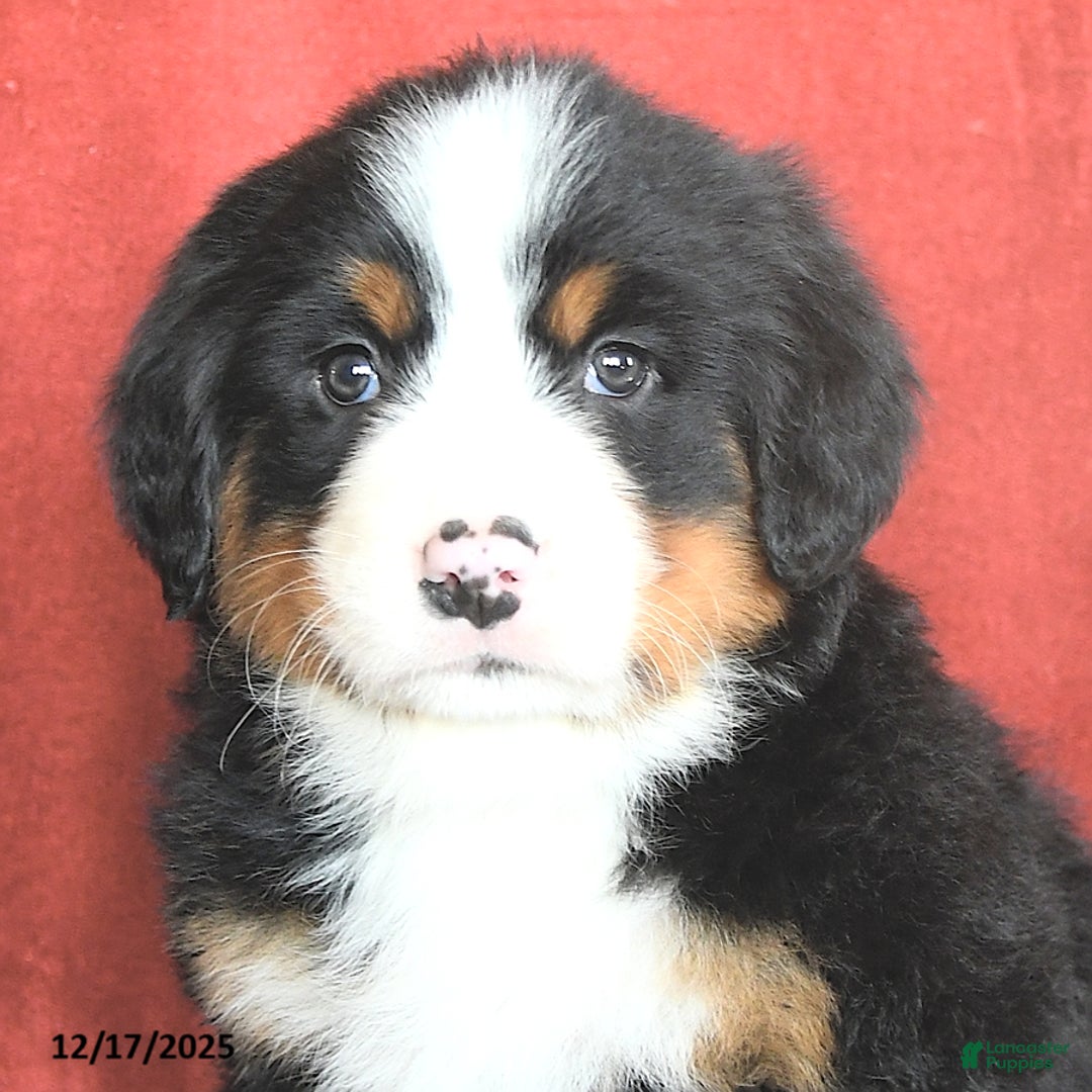Bernese Mountain Dog dogs for sale: Dotty - Ad 4