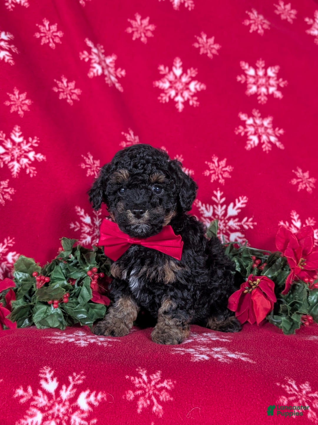 Havapoo dogs for sale: Blake Ready for Christmas! - Ad 2
