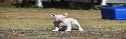 French Bulldog dogs for sale: French Bulldog 2 - Ad 1