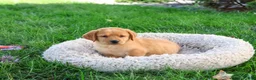 Labrador Retriever dogs for sale: Cassidy - Ad 5