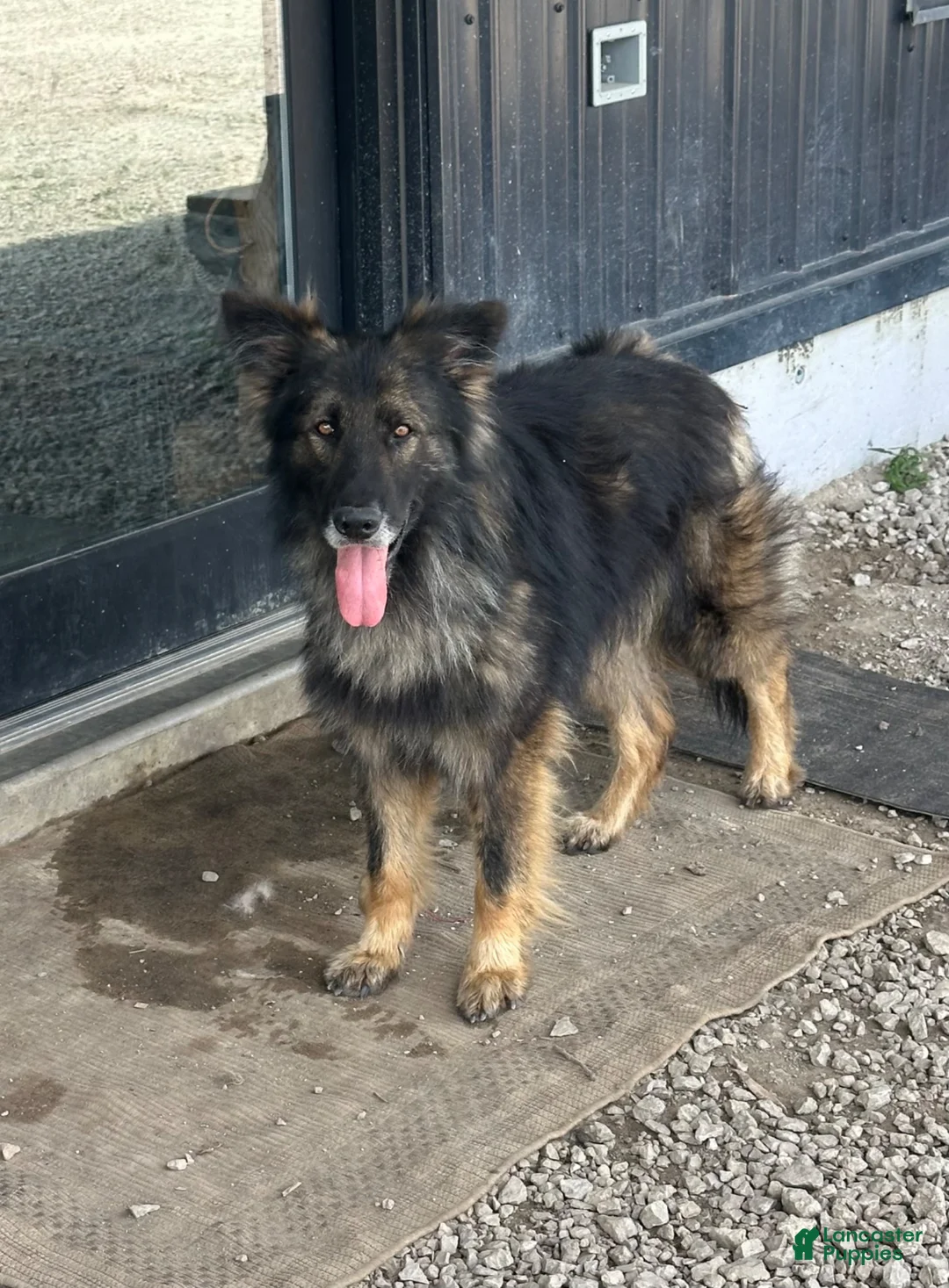 German Shepherd dogs for sale: German Shepherd 1 - Ad 2