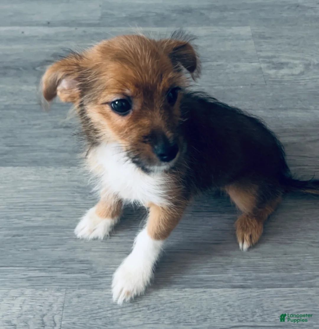Mixed Breed dogs for sale: Mixed Breed Puppy 1 - Ad 2