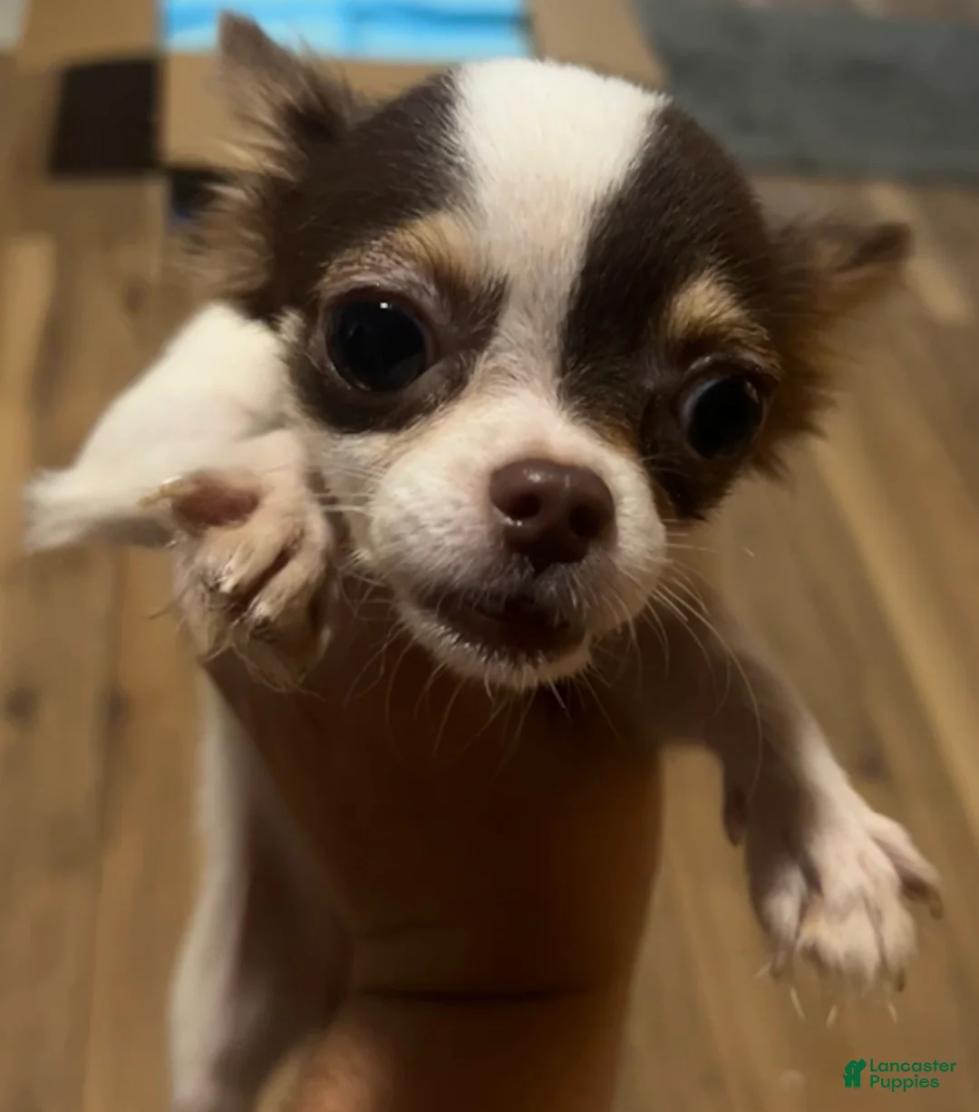 Chihuahua dogs for sale: Maple - Ad 2
