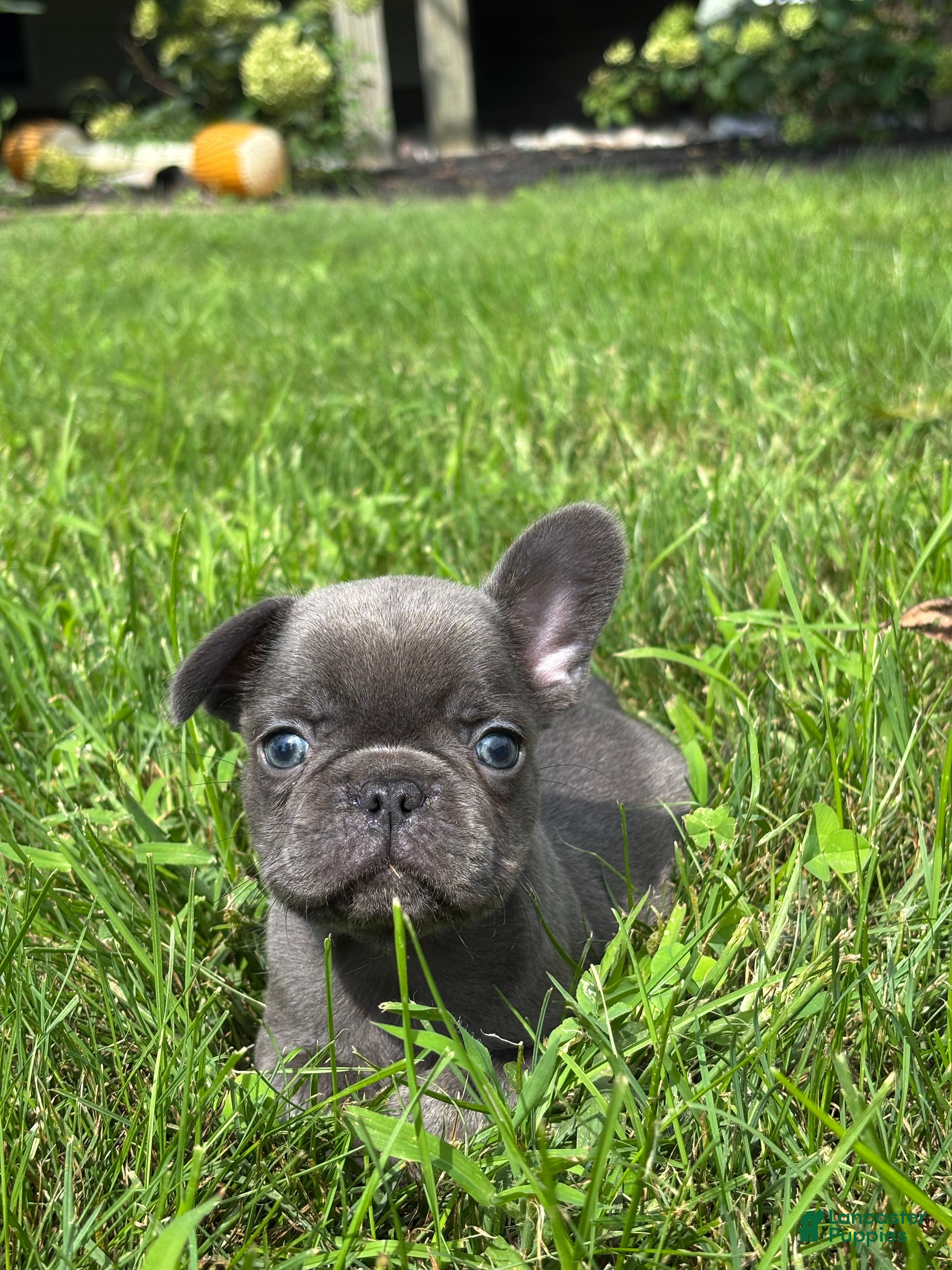 French Bulldog dogs Sebastian - Ad 1