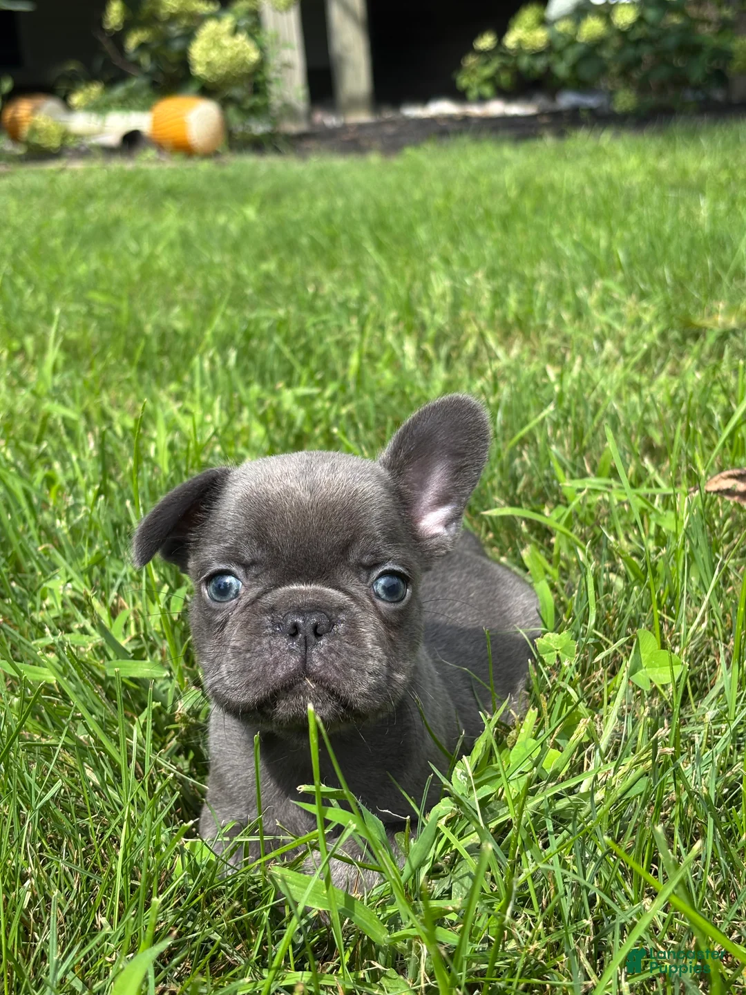French Bulldog dogs for sale: Sebastian - Ad 1