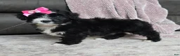 Mini Bernedoodle dogs for sale: Mini Wanda - Ad 16