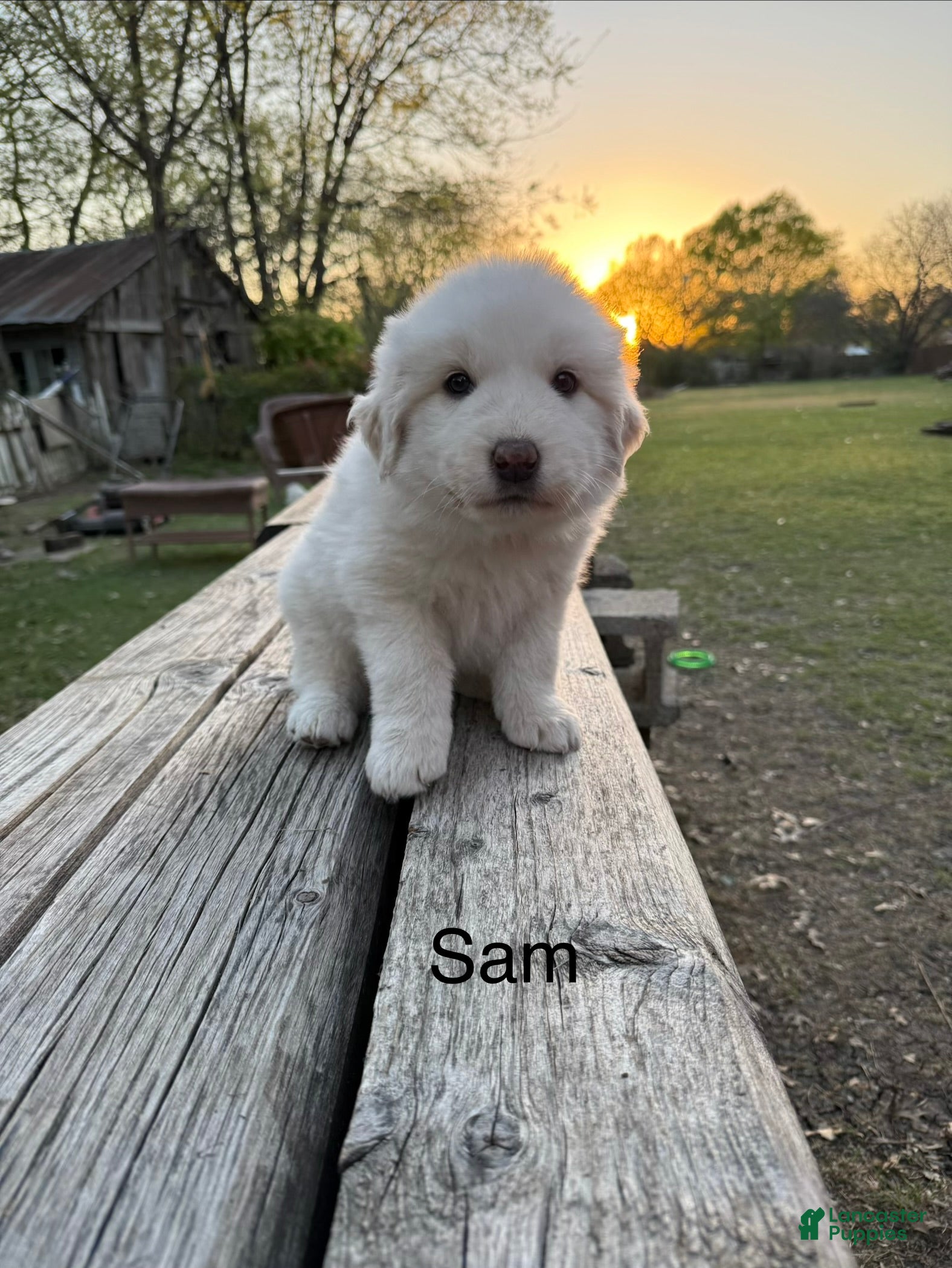 Great Pyrenees dogs Great Pyrenees Puppy 5 - Sam - Ad 1