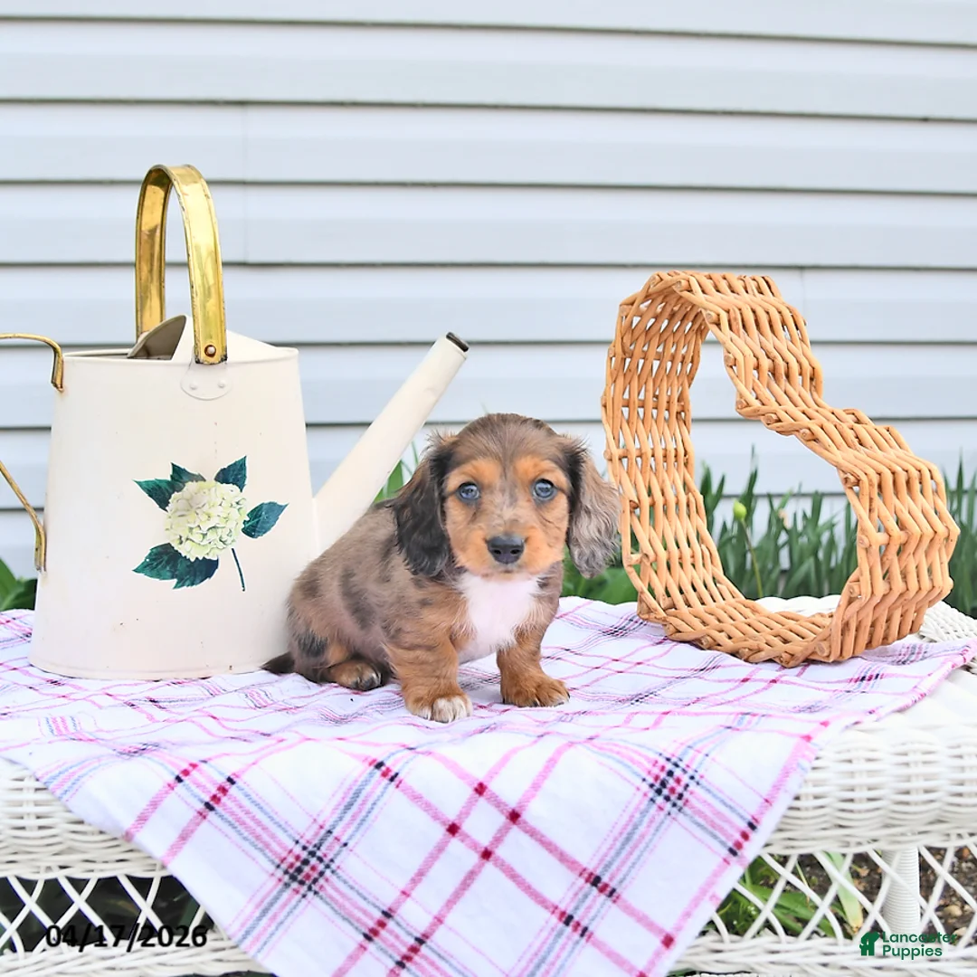 Dachshund dogs for sale: Ava  - Ad 2