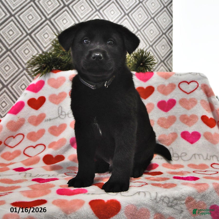 Mixed Breed dogs Snoopy - Ad 6