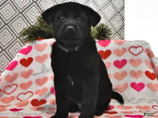 Mixed Breed dogs Snoopy - Ad 8