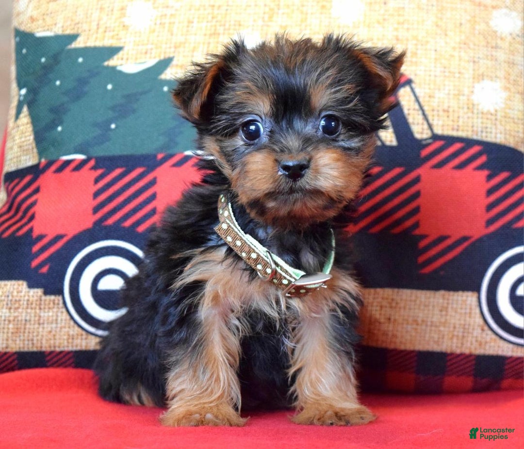 Yorkshire Terrier dogs for sale: Cupid - Ad 4