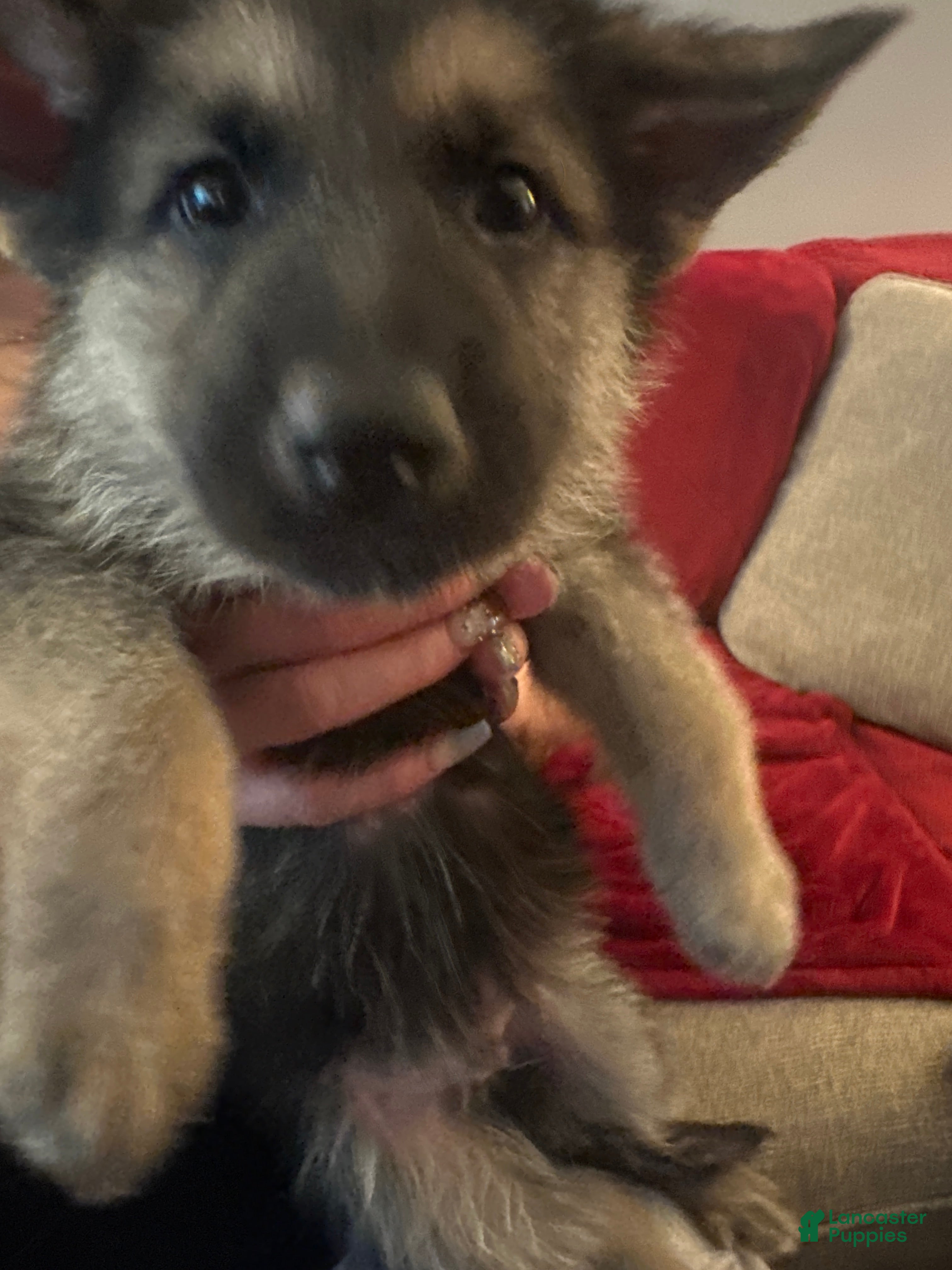 German Shepherd dogs German Shepherd 5 - Ad 34