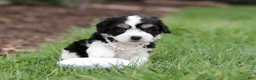 Cavachon dogs for sale: Queen - Ad 2