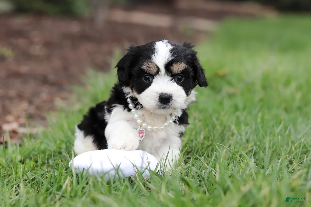 Cavachon dogs for sale: Queen - Ad 2