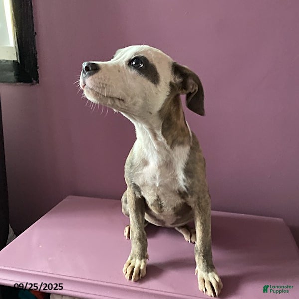 Mixed Breed dogs Charlotte - Ad 13