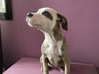 Mixed Breed dogs Charlotte - Ad 5