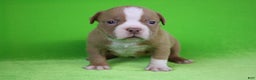 American Bully dogs for sale: Lilac/White Male - Ad 1