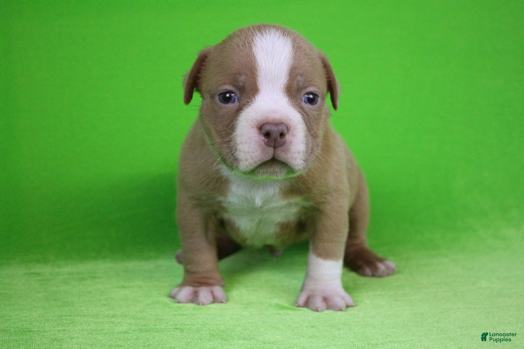 American Bully dogs for sale: Lilac/White Male - Ad 1