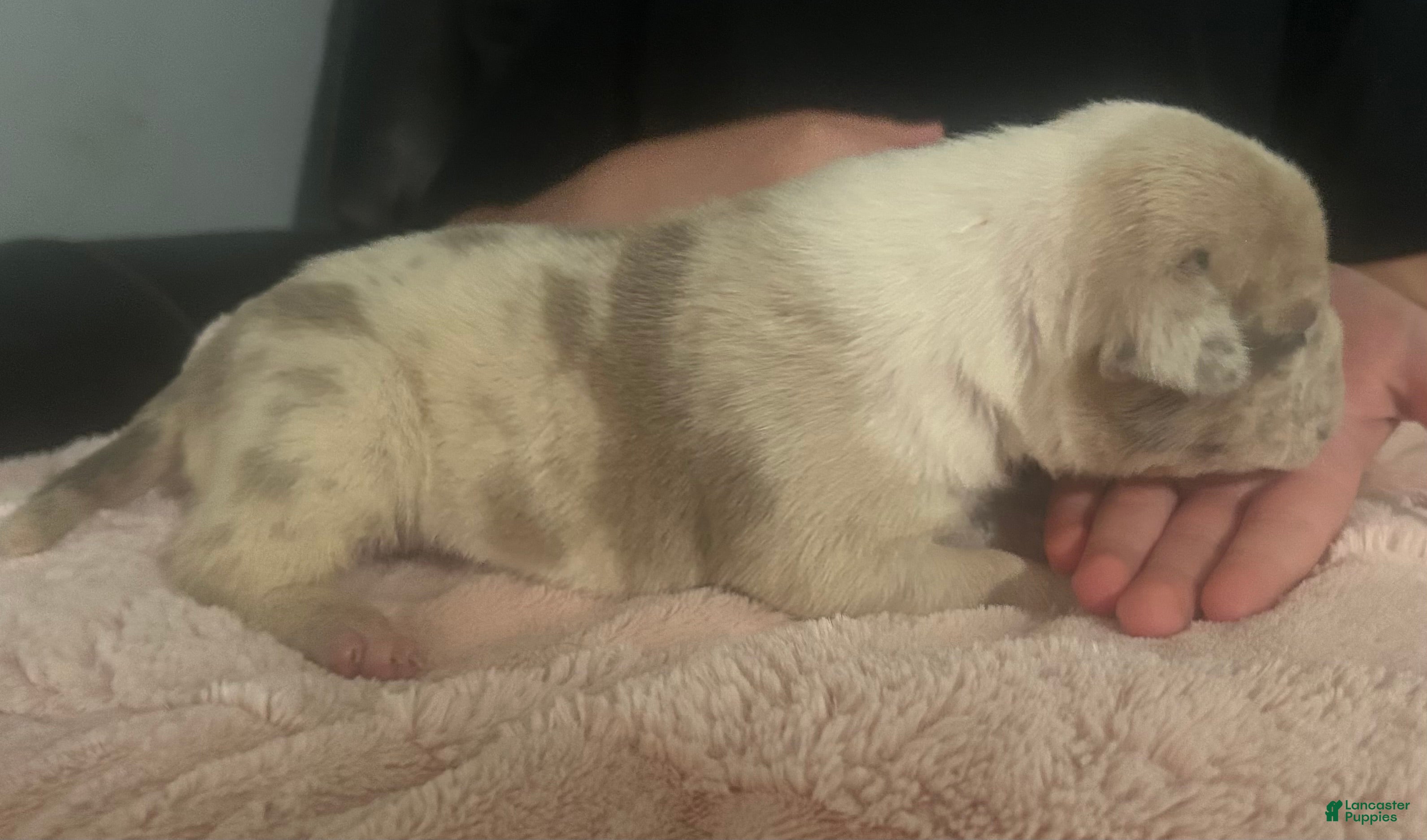 American Bully dogs for sale: Oakley - Ad 2