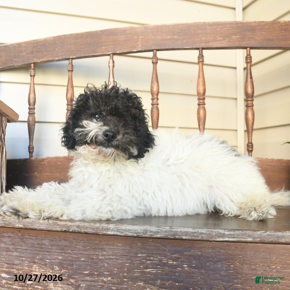 Miniature Labradoodle dogs for sale: Rowan  - Ad 2