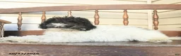 Miniature Labradoodle dogs for sale: Rowan  - Ad 2
