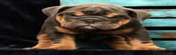 English Bulldog dogs for sale: Tinker - Ad 7