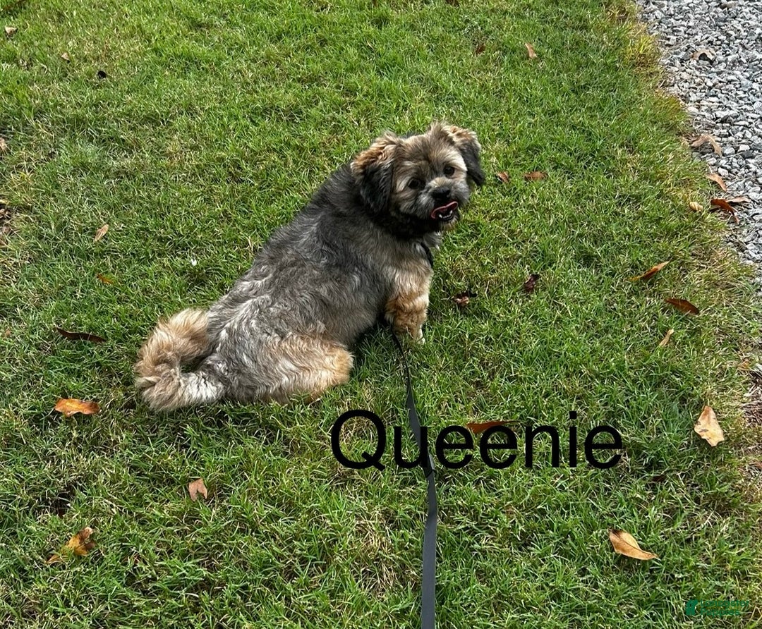 Lhasa Apso dogs for sale: Lhasa Apso Puppy 2 - Ad 4